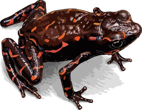Atelopus barbotini illustration art