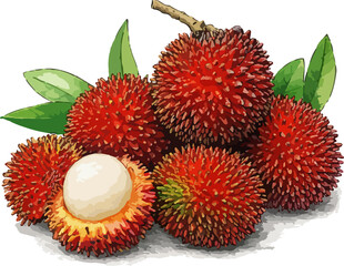Nephelium lappaceum illustration art