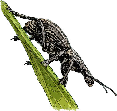 Sitophilus weevil illustration art