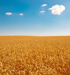 Naklejka premium Wheat field and blue sky with clouds