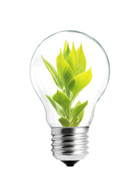Light bulb with sprout inside isolated on white background. Green energy