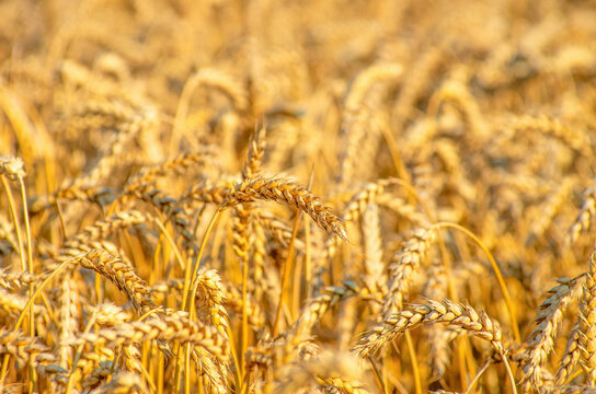 Fields of wheat at the end of summer fully ripe