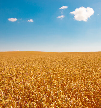 Wheat field and blue sky with clouds