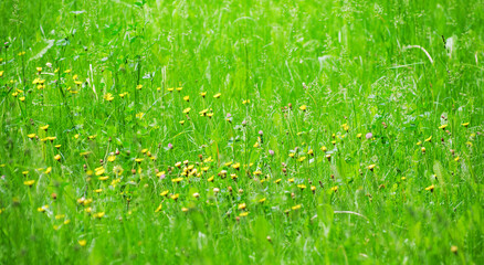 Obraz premium Spring grass background. Soft blur green grass background. Natural background with green grass.