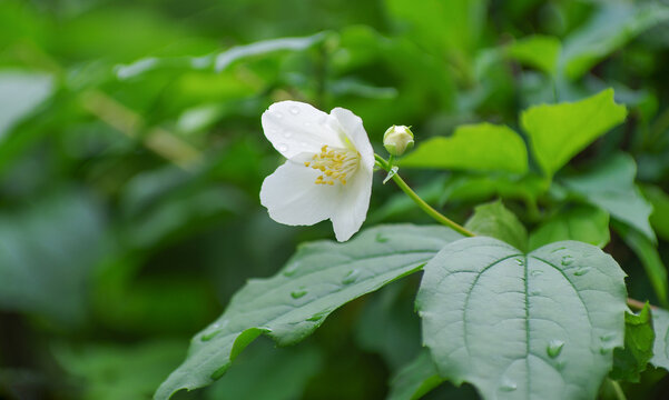 Blooming jasmine shrub on summer day.