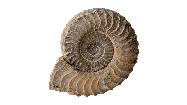 Ancient petrified spiral ammonite fossil shell geology history specimen isolated on transparent background