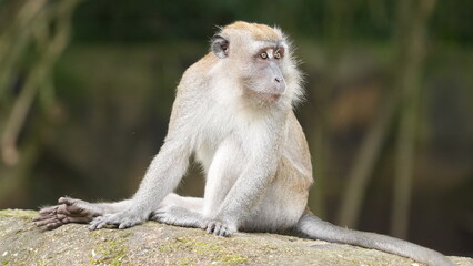 Long-tailed Macaque Monkey Sitting on a Rock in Nature © Jimmy