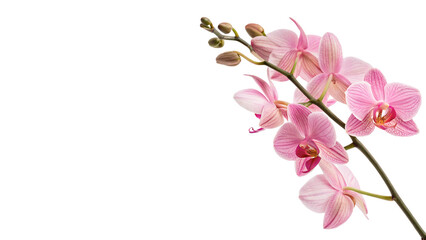 Beautiful pink orchid flower sprig blooming phalaenopsis flora isolated on transparent background © Davis