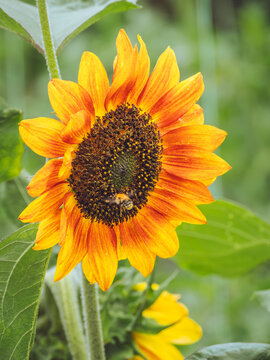 A bee feeding on the nectar of an Helianthus annuus 'Evening Sun' Sunflower