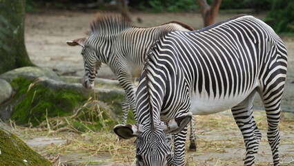 Obraz premium Grevys Zebras Grazing in Natural Habitat