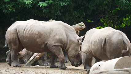 Majestic White Rhinoceroses in a Natural Habitat © Jimmy