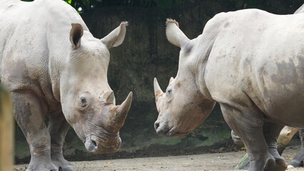 Two majestic white rhinos facing each other at the zoo © Jimmy