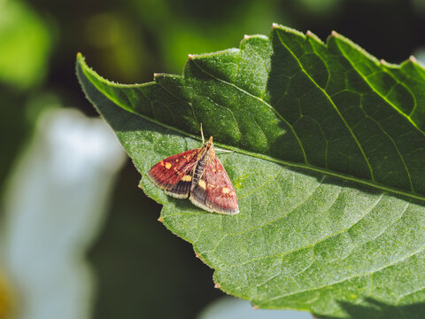A Mint Moth 'Pyrausta aurata' basking on a leaf