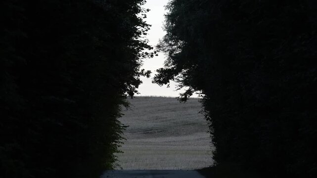 Tornby Bjerg, Denmark A pastoral green and hilly  landscape at sunrise