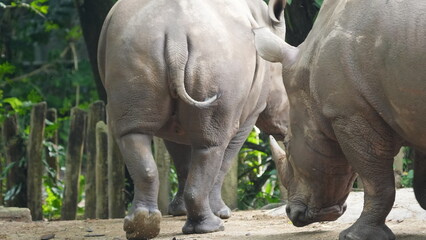 Majestic white rhinos interacting in their habitat © Jimmy