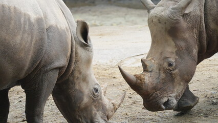 Two majestic white rhinoceroses facing each other © Jimmy