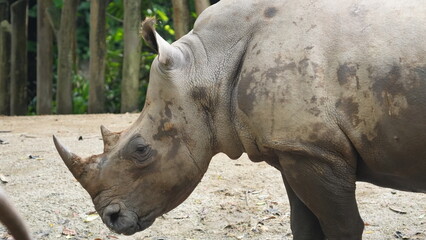 Majestic White Rhinoceros Close Up Portrait © Jimmy