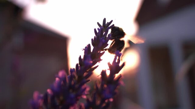 Bumble bee drinks nectar from lavender flower with golden sunset background