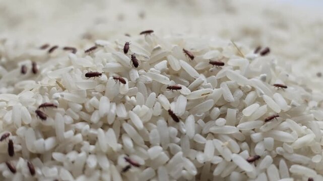 Slow motion macro shot of numerous rice weevils crawling across raw white rice grains, showcasing pest infestation and food storage contamination issues clearly.
