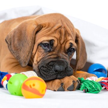 Close up of a sad pug dog with colorful vegetables.
