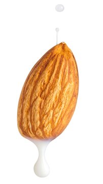 Close up of a single fresh brown coconut hanging from a tree.