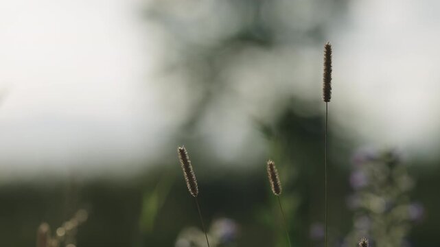 Slow motion nature background of a rural field with various plants and herbs