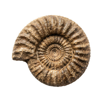 Ancient ammonite fossil isolated on white background