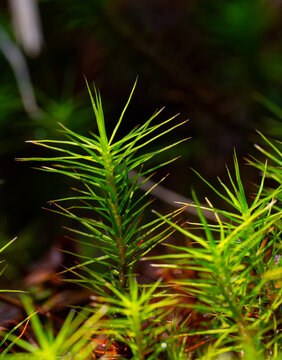 Closeup detail of a single moss, sunlit with a dark background