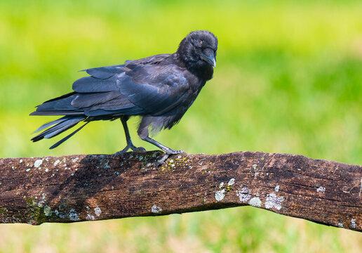 American crow that is starting to molt, walking on a split rail fence in Cades Cove, Great Smoky Mountains, Tennessee