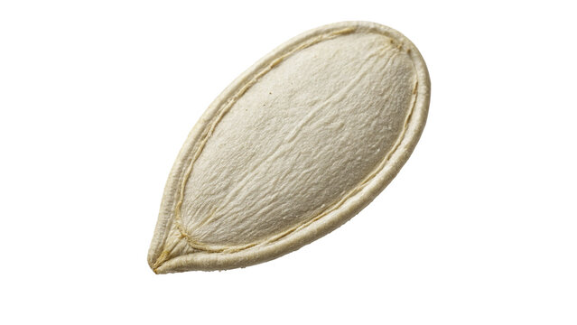Single dry white pumpkin seed grain healthy organic snack ingredient isolated on transparent background
