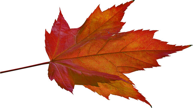 Red and orange maple leaf with detailed veins
