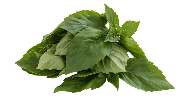 Fresh green basil leaves herb plant