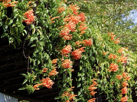 Ornamental climbing orange trumpet flowers hanging from an outdoor roof frame in a park garden.
