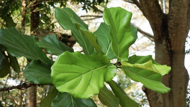 Broad fiddle leaf fig foliage on a tree branch with a blurred forest and tree trunk background.