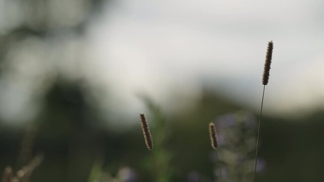 Slow motion nature background of a rural field with various plants and herbs