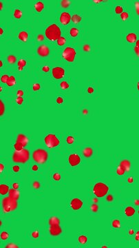 realistic red and pink rose petals fall isolated green screen animation,chroma key romantic flower valentine love and marriage vertical social media motion design element