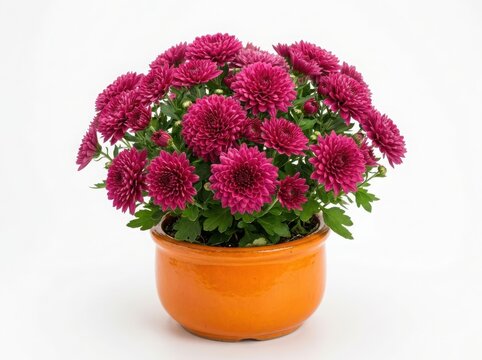 Beautiful potted red flowers in full bloom isolated on white isolated on white background