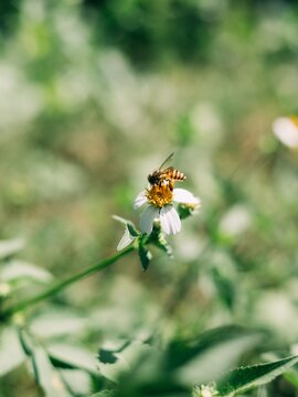 Close up of a honey bee pollinating a white wildflower bidens pilosa with soft green bokeh background