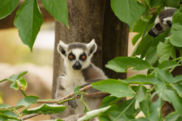 Fototapeta premium Lemur watching surroundings representing primate awareness and forest habitat observation.