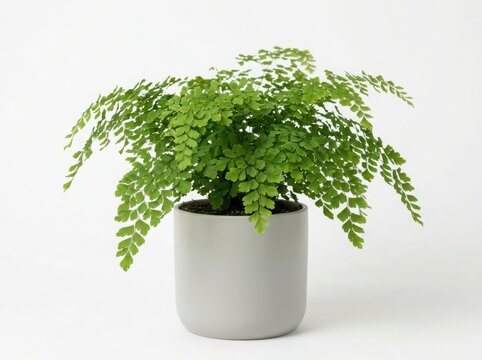 Lush green fern plant in a modern gray pot isolated on white background