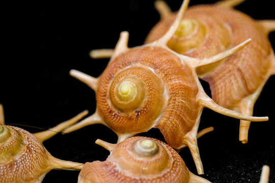 Close-up of a spiral, spiny conch shell