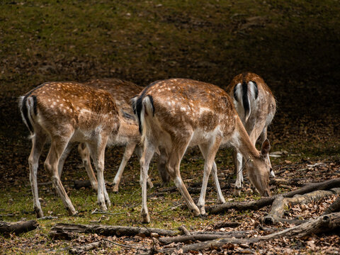 deer in the woods