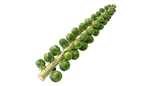 Single fresh raw green brussels sprout head stalk vegetable isolated on transparent background