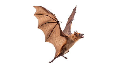 Fototapeta premium Wild single brown bat flying wings spread wide nocturnal mammal isolated on transparent background