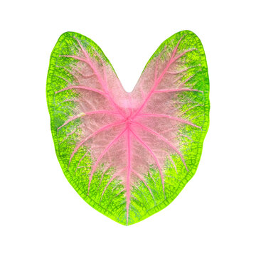 Top view of colorful exotic caladium leaf on white background.