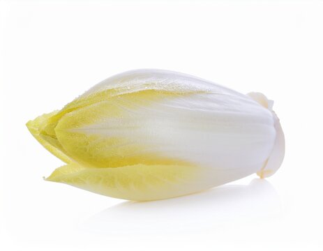 fresh endive on white background