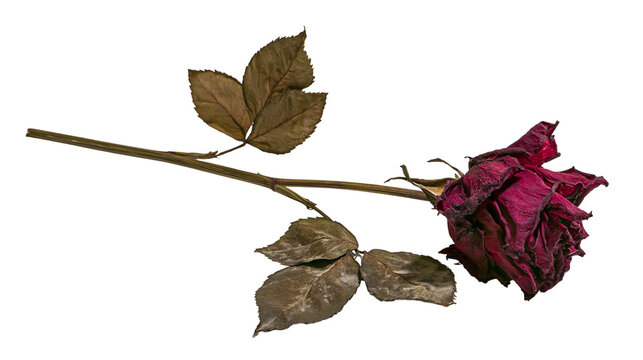 Dried deep red rose with brown leaves and stem