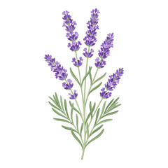 Fototapeta premium Showcasing Lavender Sprig Artwork Vibrant High-Quality Stock Image