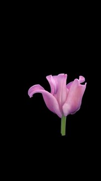 Time lapse of a pink fringed tulip opening and blooming from a closed bud to a fully open flower. Isolated on a black background, vertical video for botanical, floral and spring projects.