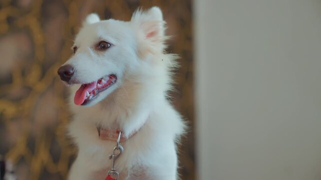 White dog portrait indoors, collar visible. Smiling expression with tongue out and alert ears, soft warm lighting, patterned backdrop, leash clipped to collar, dog turns head between frames, conveys